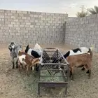 للبيع معزا حليب ومقرعه