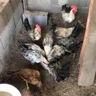 الرياض تبراك