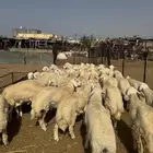 طليان جبره الموقع المظيلف