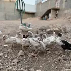 بط للبيع العمر ثلاث شهور ونص