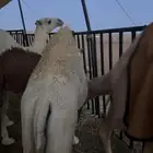 بكره للبيع
