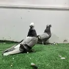 قنادي مسكي وحرمي