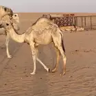 حشو برية فاخرة   حاشي