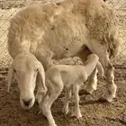 نعجه والد تحاها رخل روم وسلم