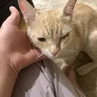 قطو