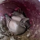 للبيع فروخ حمام فرسني سلفر جامبو