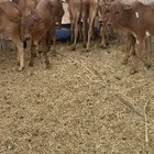 للبيع حسلان تربيه