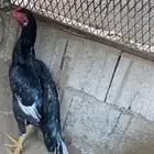 الديك للبيع