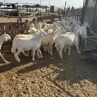 طليان ذبائح من مراحي