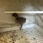 صوص دجاج للتبني
