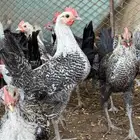 فراريج ديكه ماشاءالله الصحه شرط
