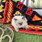 قطوتين للتبني