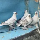 حمام