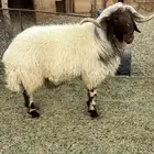 فحل صنف تو بيسدس