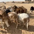 سواكن جذعان طيبه
