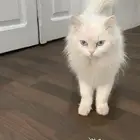 قطه