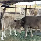 سبع بقر للبيع بالكامل