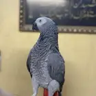 كاسكو توب اليف متكلم