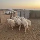 للبيع شياه حريات دفيع وضريع
