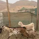 عرض وبيع عنز يتبعها جفرتين