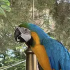 ببغاء مكاو هدد متكلم