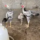 فروخ باكستاني ديوك