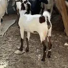 اللي يدور ذبائح بلدية من غنم شايب ومراح مولوده عنده