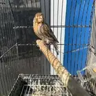 ذكر كناري اغات احمر تغريد