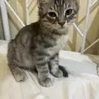 تبني قط