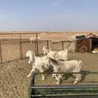 جفرات هولندي