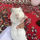وبران ذكر 1