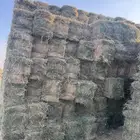برسيم