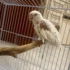 طيرفيه سوسه ريش ذكر عمره مابين 8الى سنه غير أليف