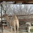 للبيع حاشي مقنوي ولا البدال