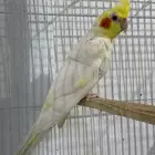 للبيع ذكر كروان لاتينو العمر من 4 إلى 6 شهور تغريبا