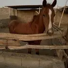 مهر شعبي للبيع وصل 1800