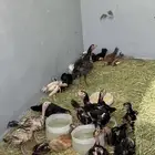 صوص باكستاني