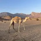 للبيع بكره مهجنه سليمه من جميع العذريب وسنه السنه هذي حقه
