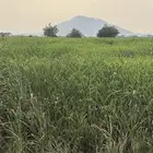 قصب ذره