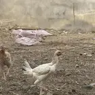 دجاج باكستاني
