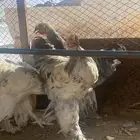ديكه براهما