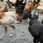 دجاج بلدي