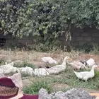 بط بكيني منتج