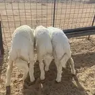 بهم حري ( تم البيع )