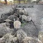 سمان للبيع