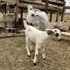 نعرض لكم عنز عفرا تابعها جفره