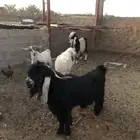 تيوس فحول وحري