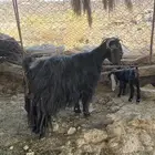 معزاء
