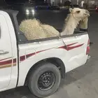 قعود مفرود