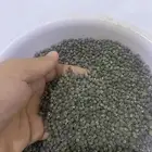 بذور باميه امريكي